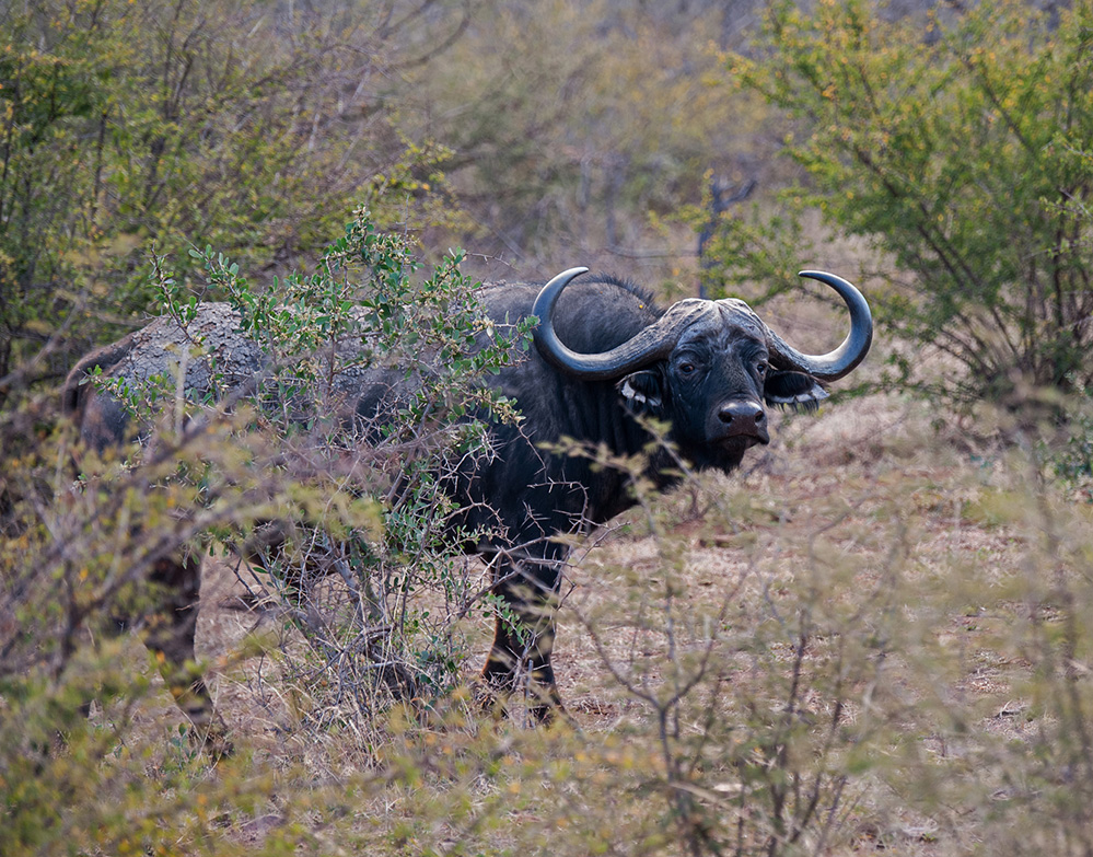 Madikwe Game Reserve Buffalo 2